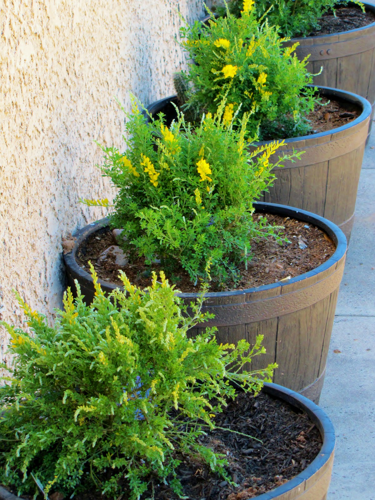 Las Aventuras Sweet Broom