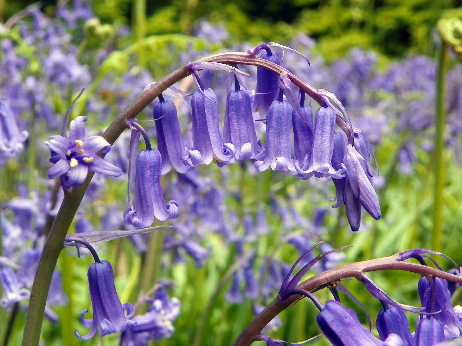 Species of UK Week 19 Bluebells (Hyacinthoides nonscripta)