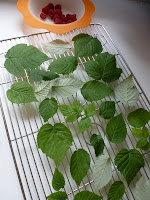 Drying raspberry leaves for raspberry leaf tea