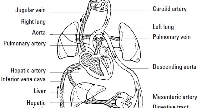 explain the structure and function of the cardiovascular system