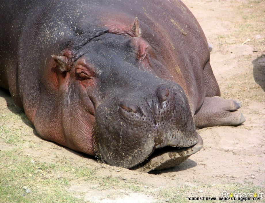 Hippopotamus Sleeping Hippopotamus Sleeping