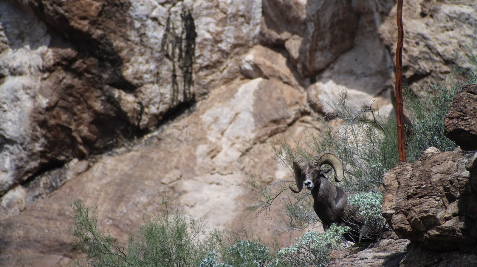 Arizona%2BDesert%2BBighorn%2BSheep%2BAuction%2BHunt%2BScouting%2Band%2BHunting%2BPhotos%2Bwith%2Bguides%2Band%2B%2BColburn%2Band%2BScott%2BOutfitters%2B8.JPG