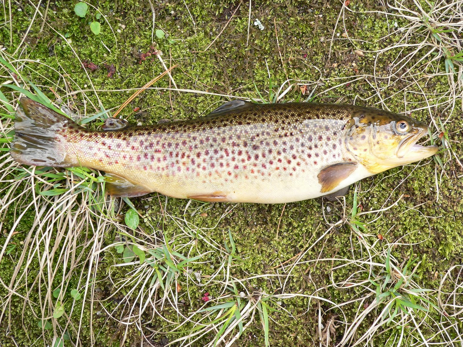 CatchMAll Fish 15 Brown Trout