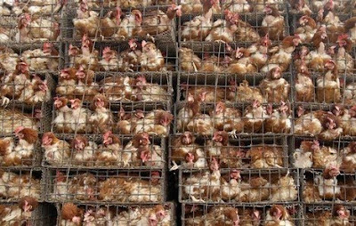 cruel cramped animal rights go vegan animal cruelty 