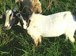 HARGA KAMBING Rp.1.100.000,-