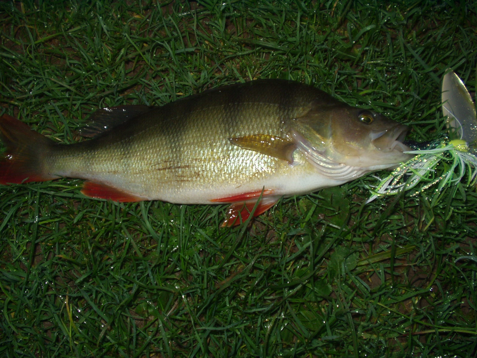 Lure a Pike What make a "Spinnerbait" so good???