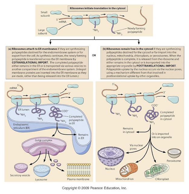 CSIR LIFE SCIENCE PREPARATION Protein Translocation into ER + Signal