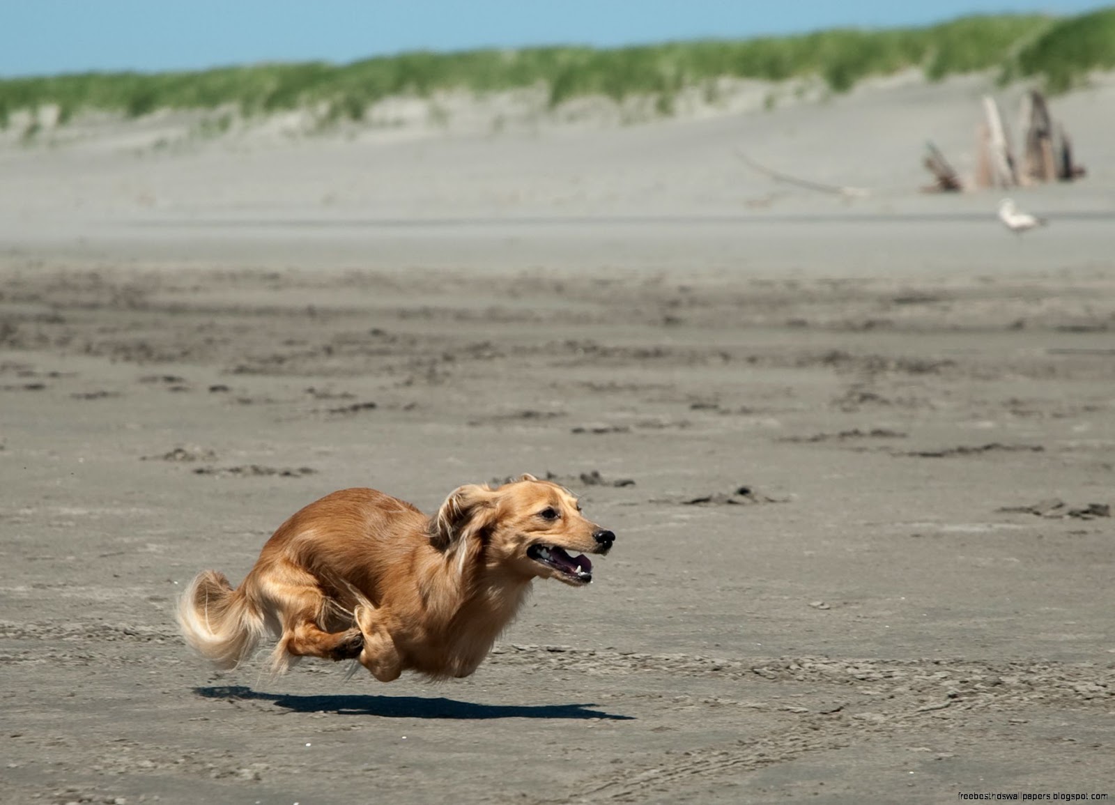 Dachshund Running Beach Dachshund Running Beach