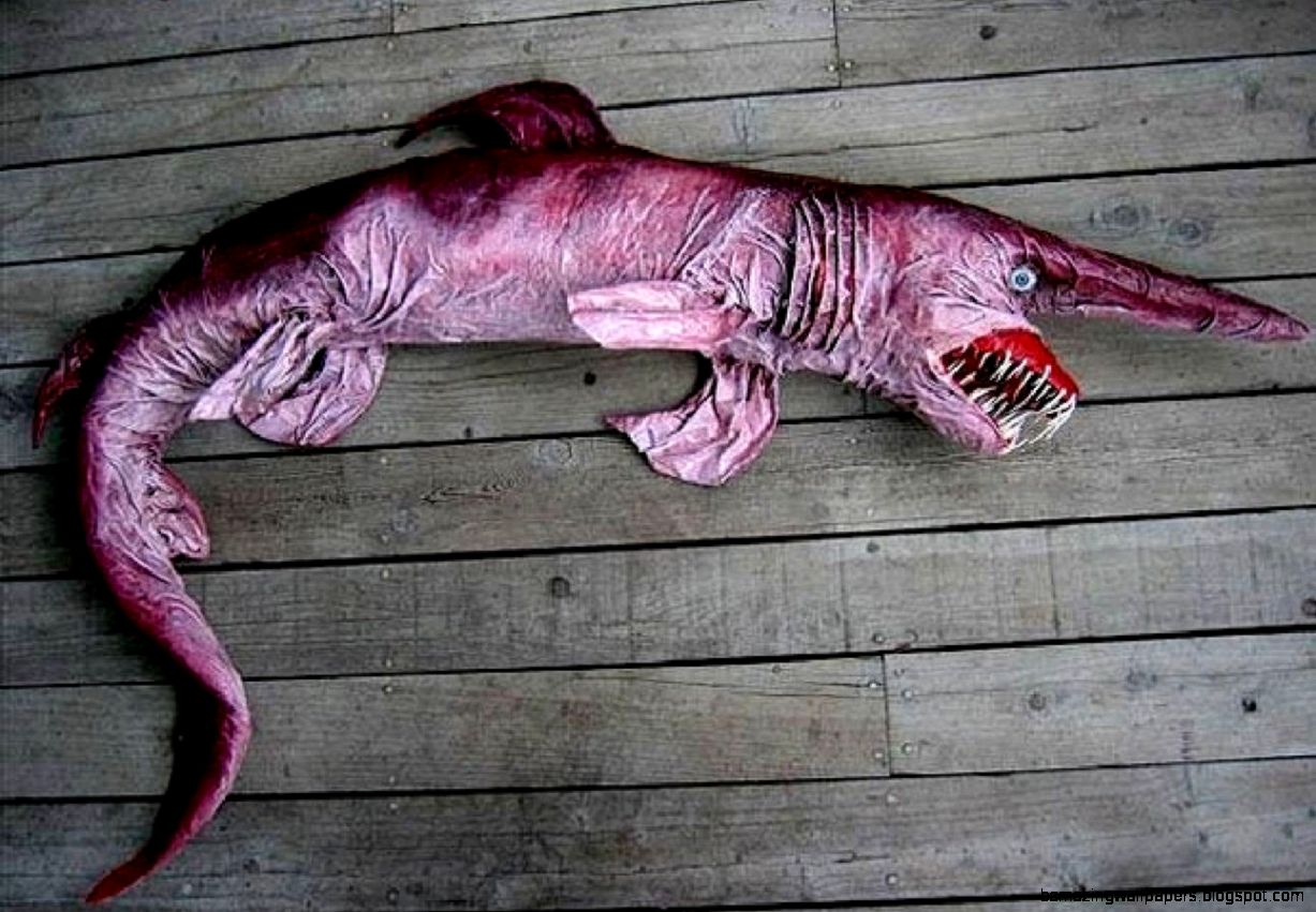 10 Most Weirdest and Rarest Animals in the World Real Pictures 10 Most Weirdest and Rarest Animals in the World Real Pictures