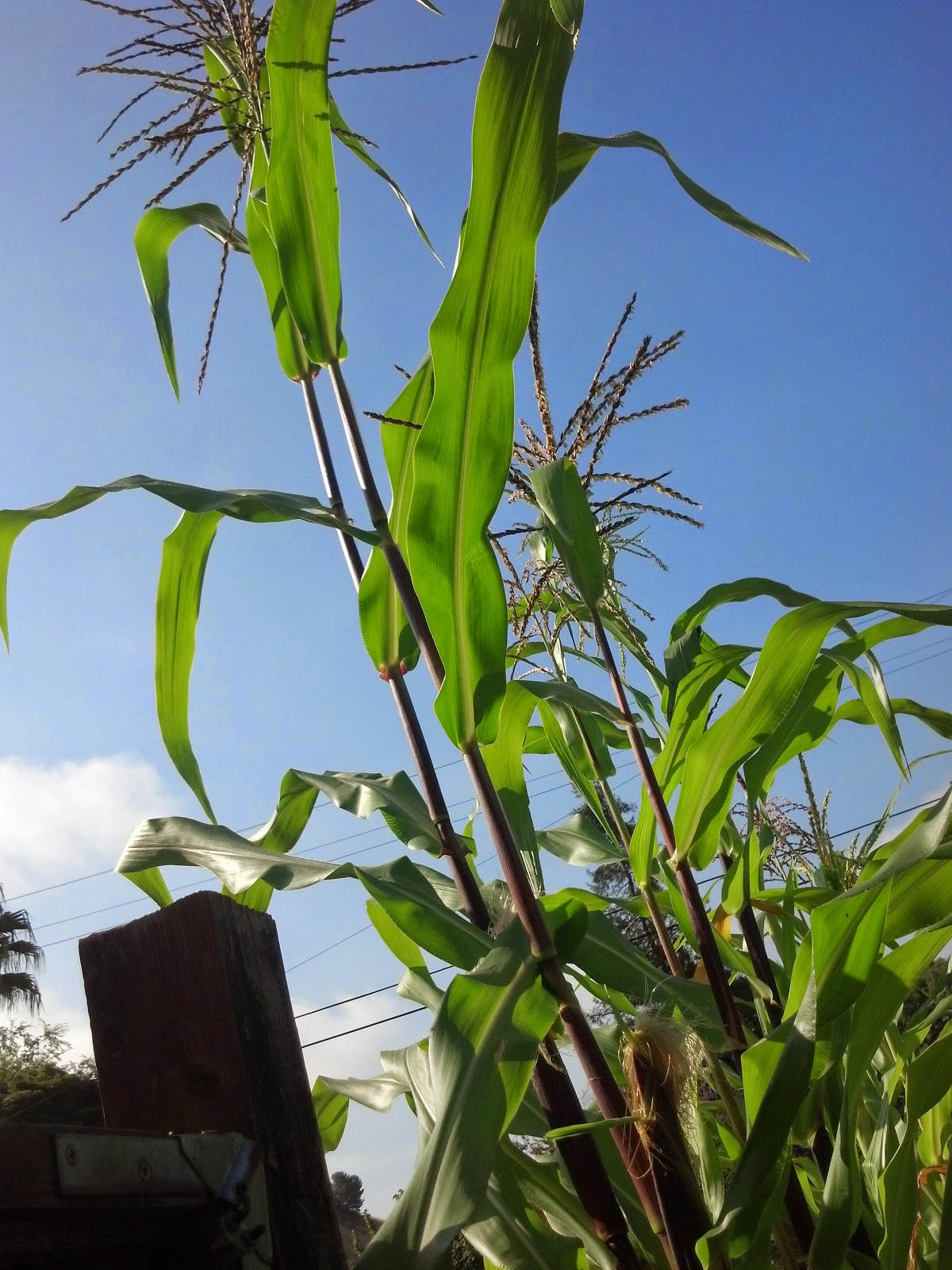 Real Food, Real Pho: Chè bắp hột ngăm vôi | Nixtamal & tapioca pudding