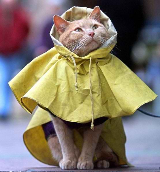 Cat In Raincoat. Cat Umbrellas, Anyone?