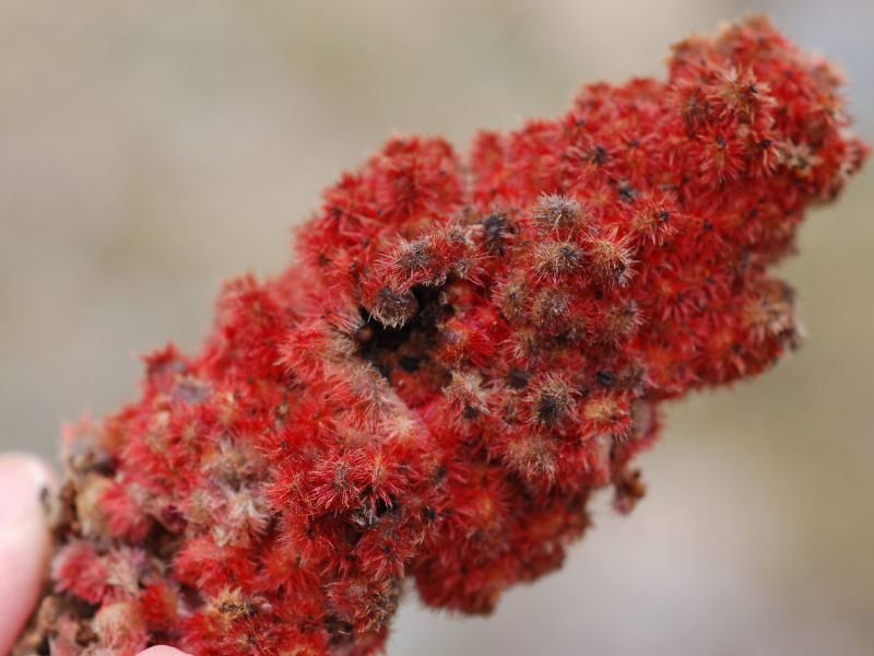 Sumac Fruit