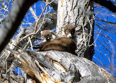 Baby Southern Coatimundi
