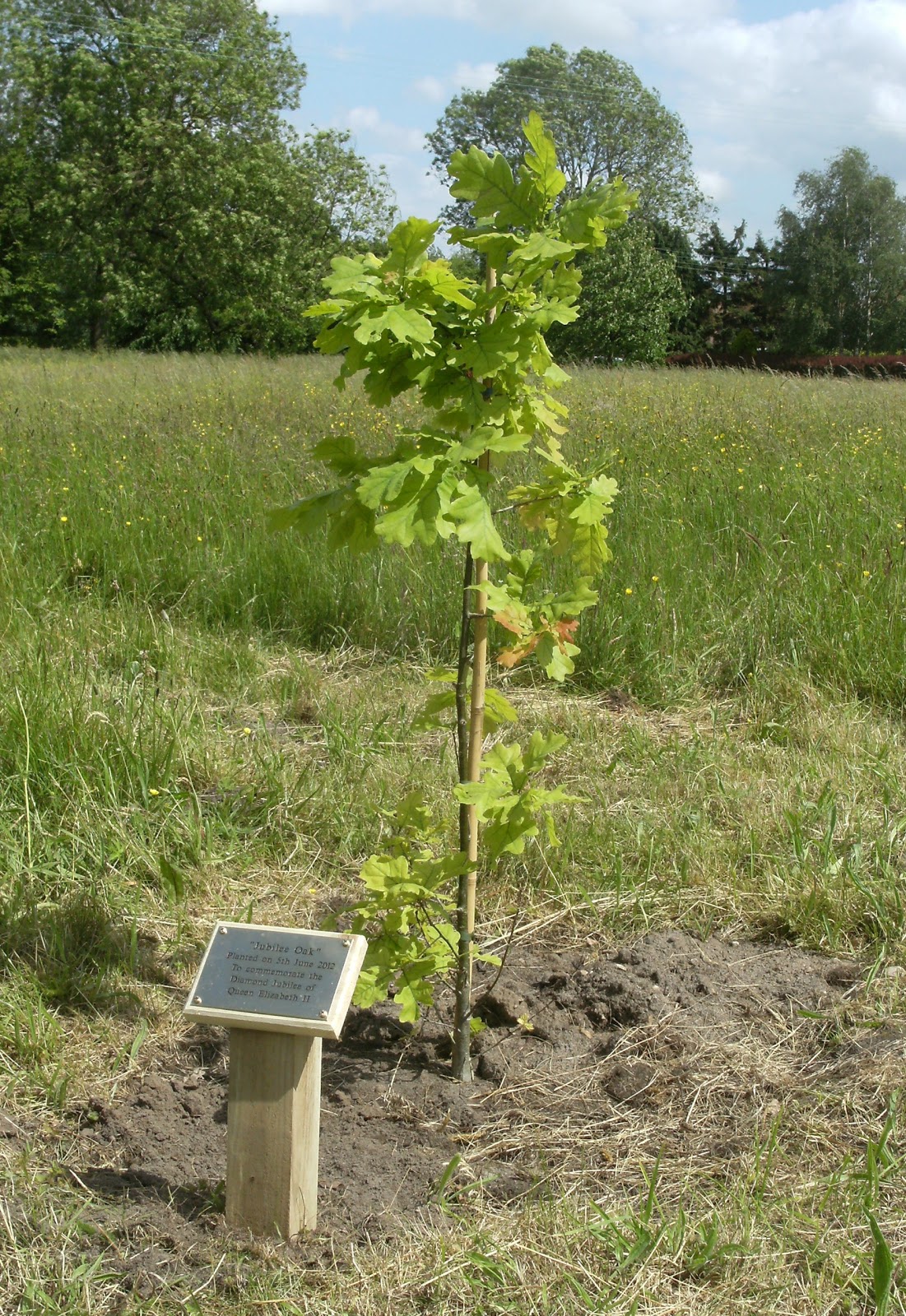 Old Buckenham blog Old Buckenham Diamond Jubilee tree