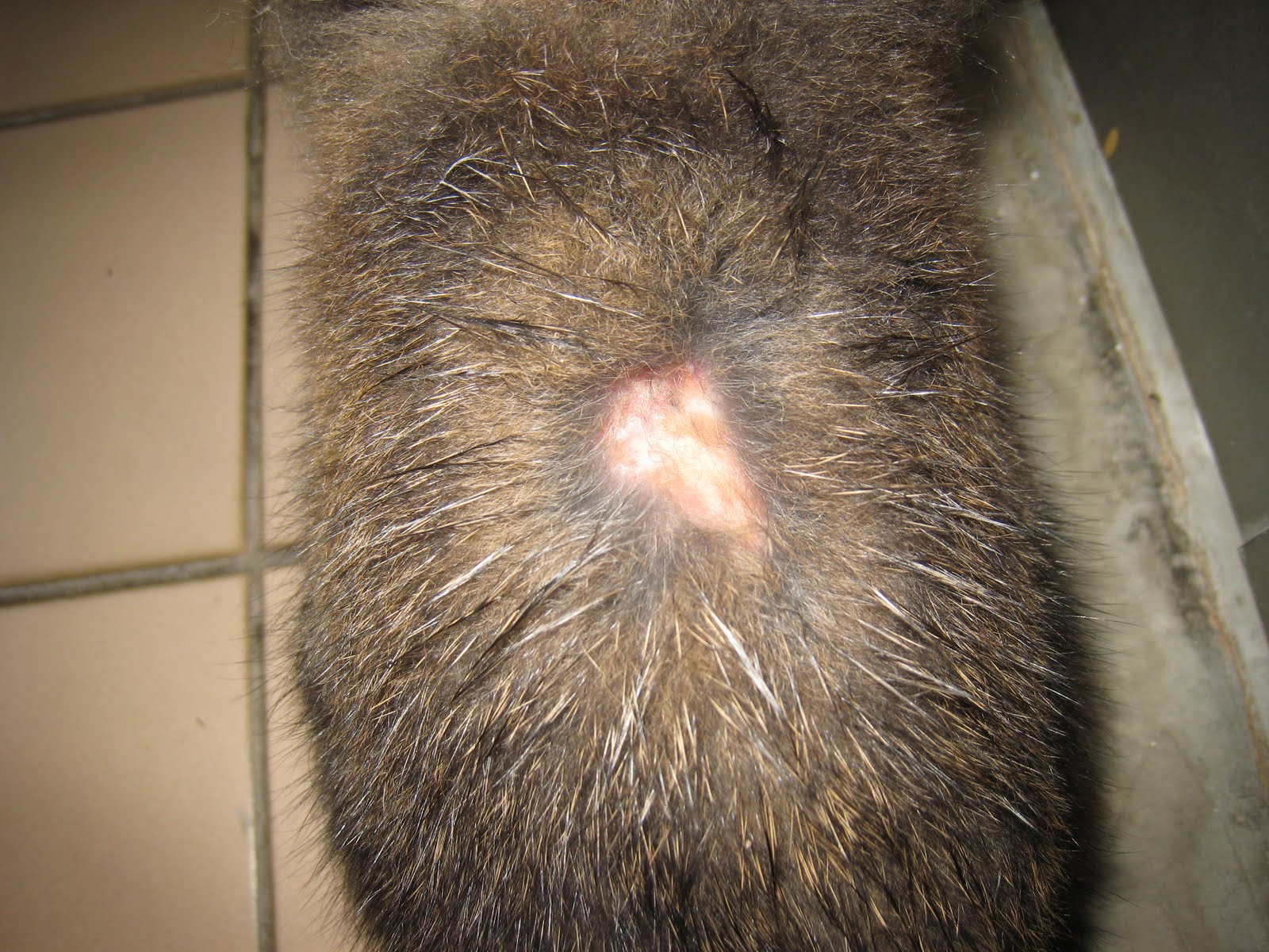 Mites and Rabbits Does my rabbit have mites?