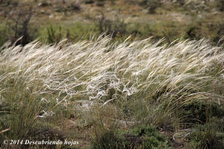 Descubriendo hojas: El campo como inspiración en el paisajismo: Stipa