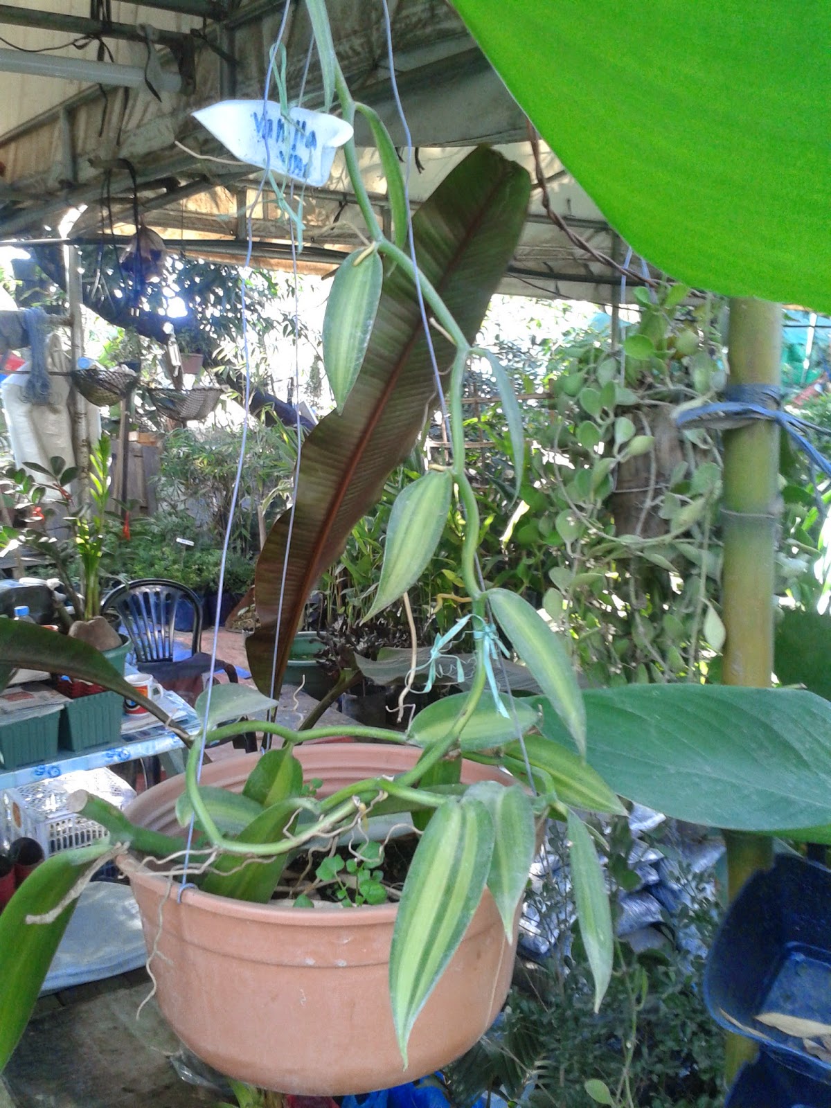 plant vanilla philippines