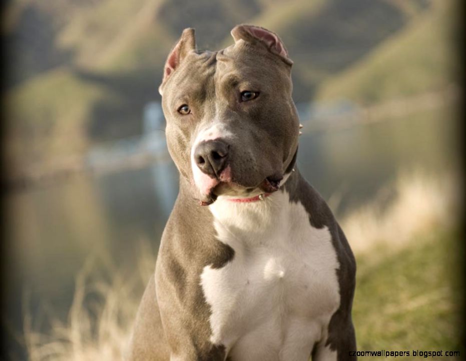 Pitbull Dog HD Wallpapers PitBull Desktop Images Cool Wallpapers Pitbull Dog HD Wallpapers PitBull Desktop Images Cool Wallpapers