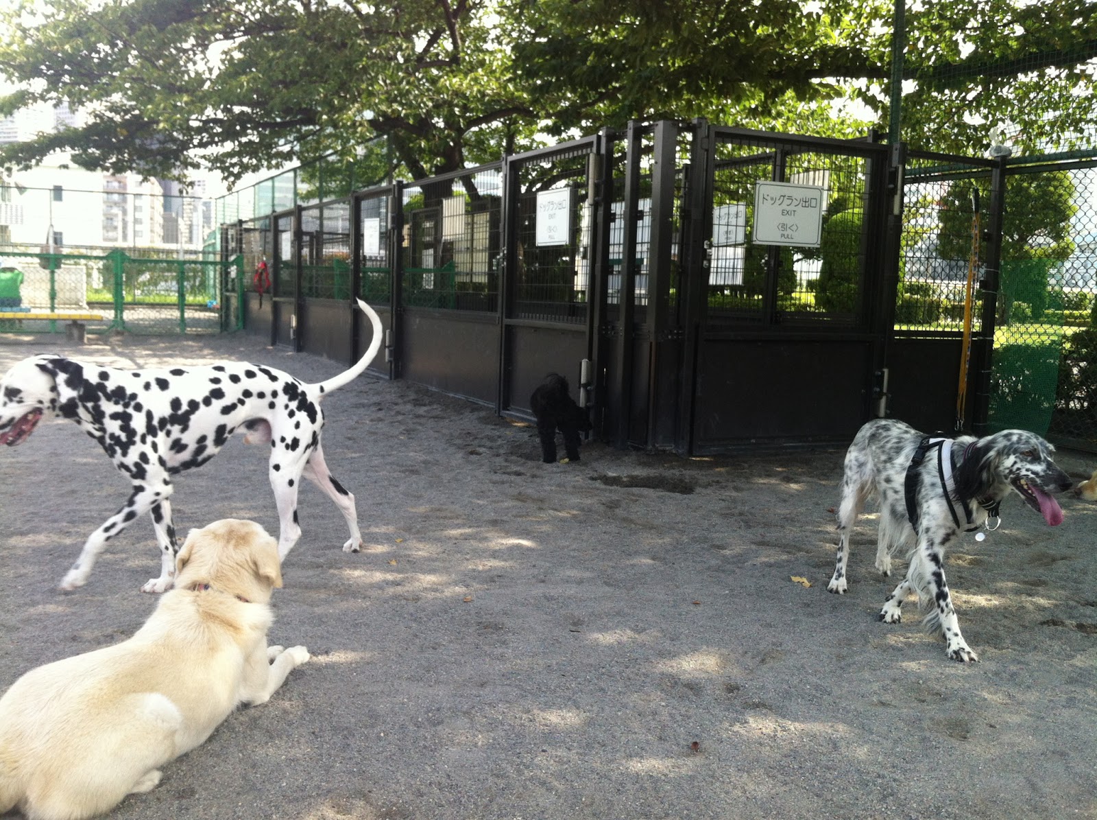 犬と星見る ブチ犬が2頭