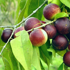 camu camu berries