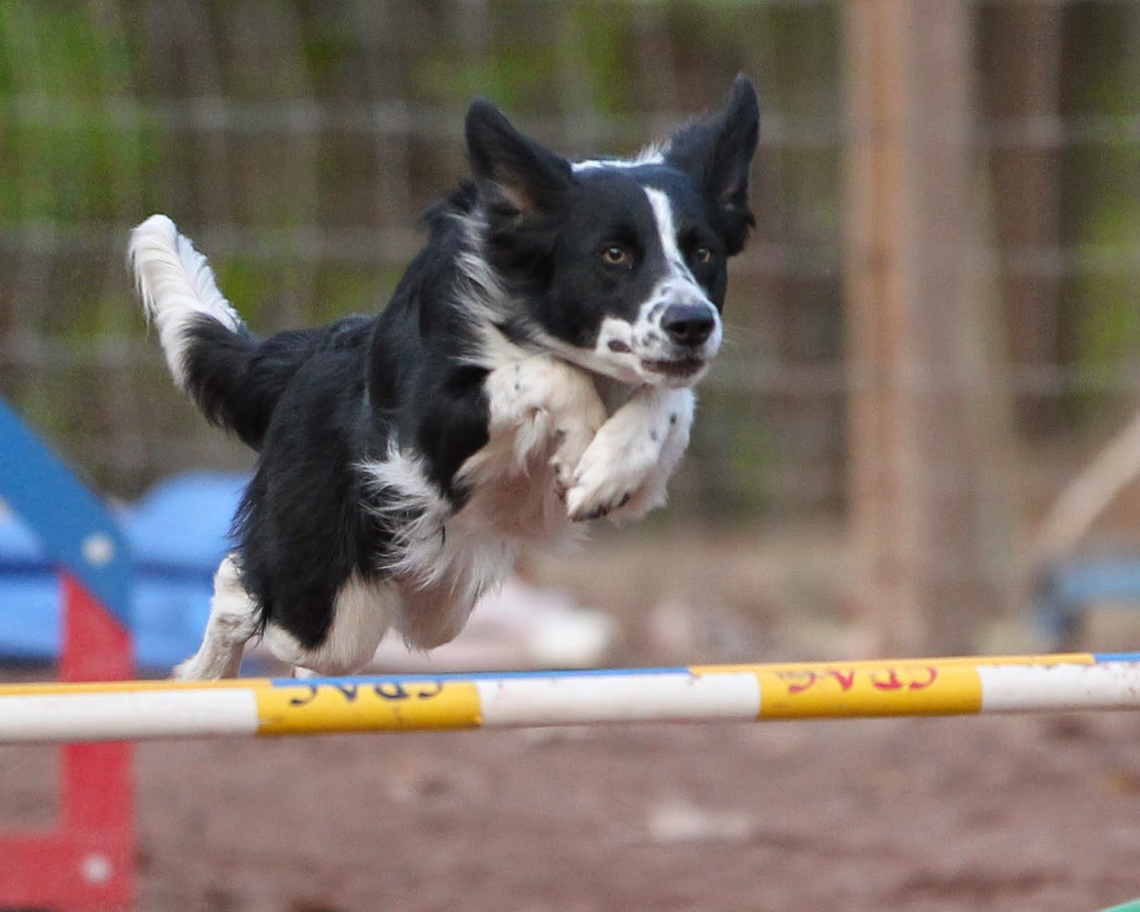 agility adventures Homemade Dog Boots
