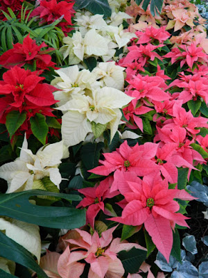 Allan Gardens Conservatory Christmas Flower Show 2015 layers red pink white poinsettias by garden muses-not another Toronto gardening blog