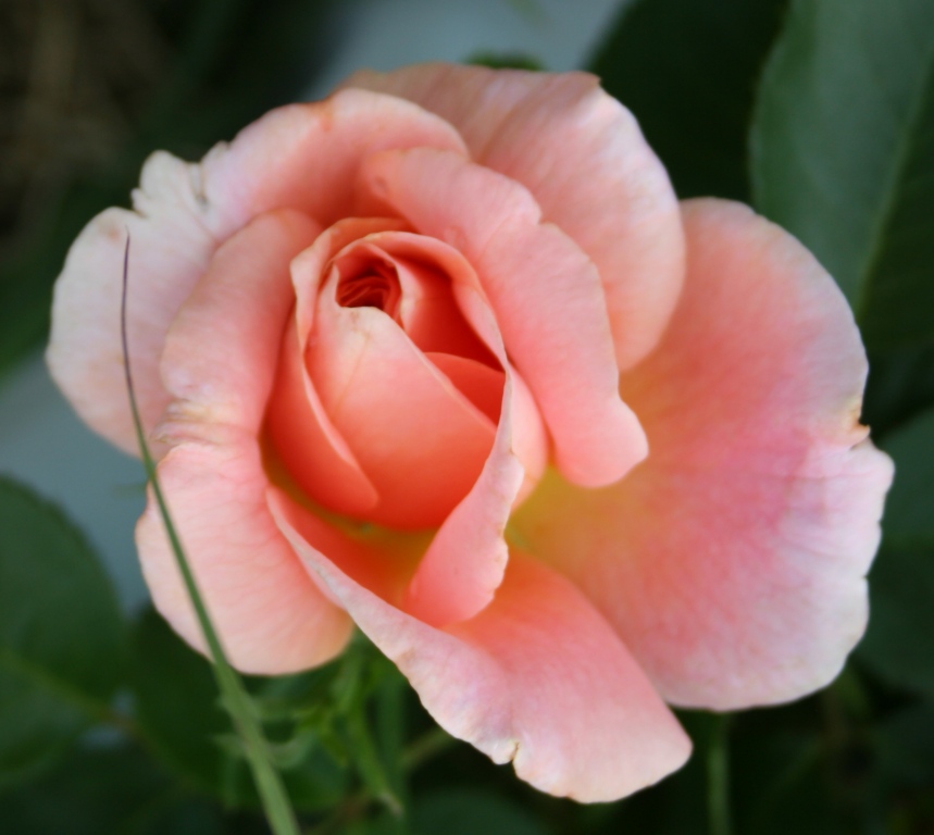 Garden Musings Perfumed Prairie Sunrise