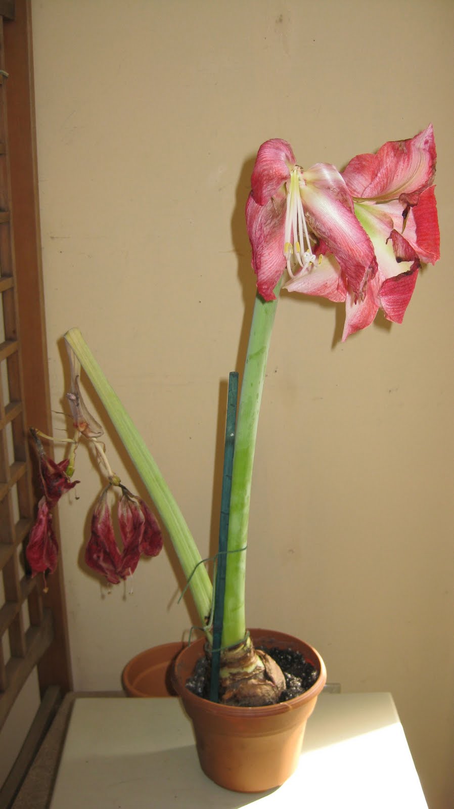 Logee's Tropical Plants Blog After Bloom Care for Amaryllis