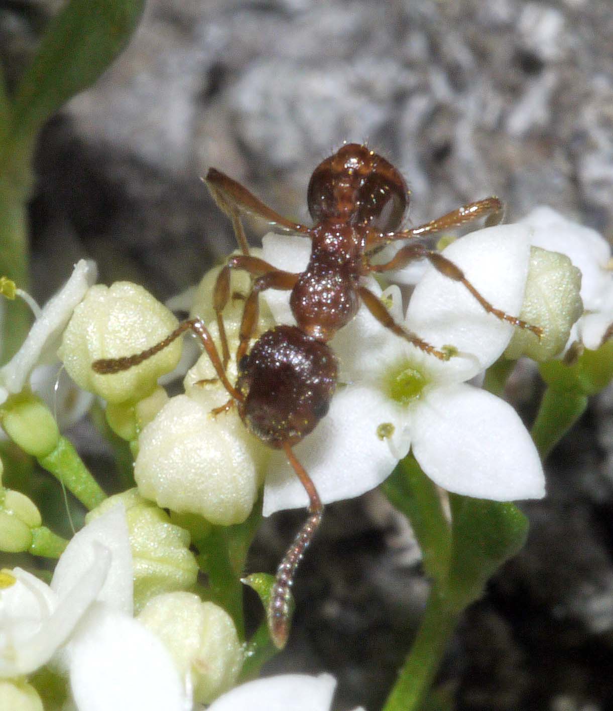 OF CURIOSITIES Ants as nectar thieves and pollinators