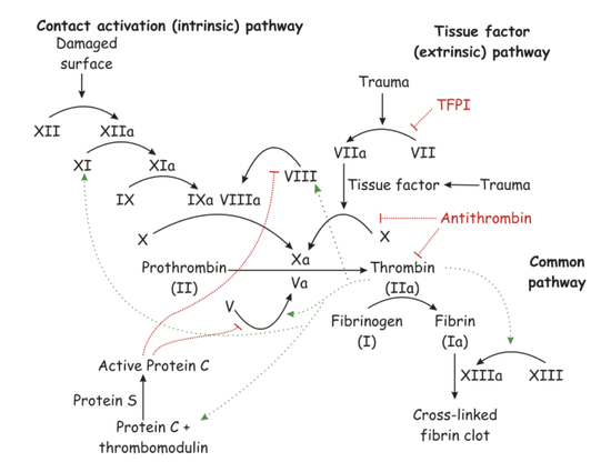 Coagulation Cascade Chart