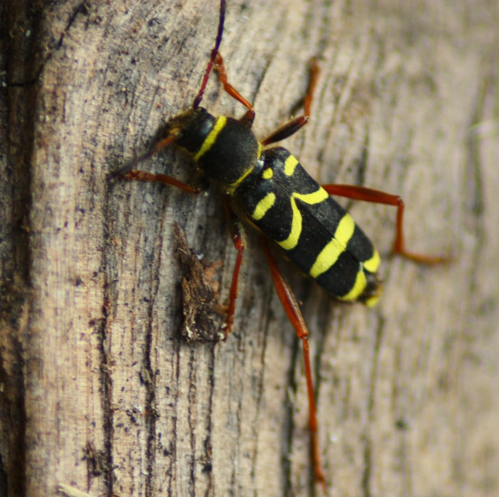 Samuel Birding Wasp Beetle
