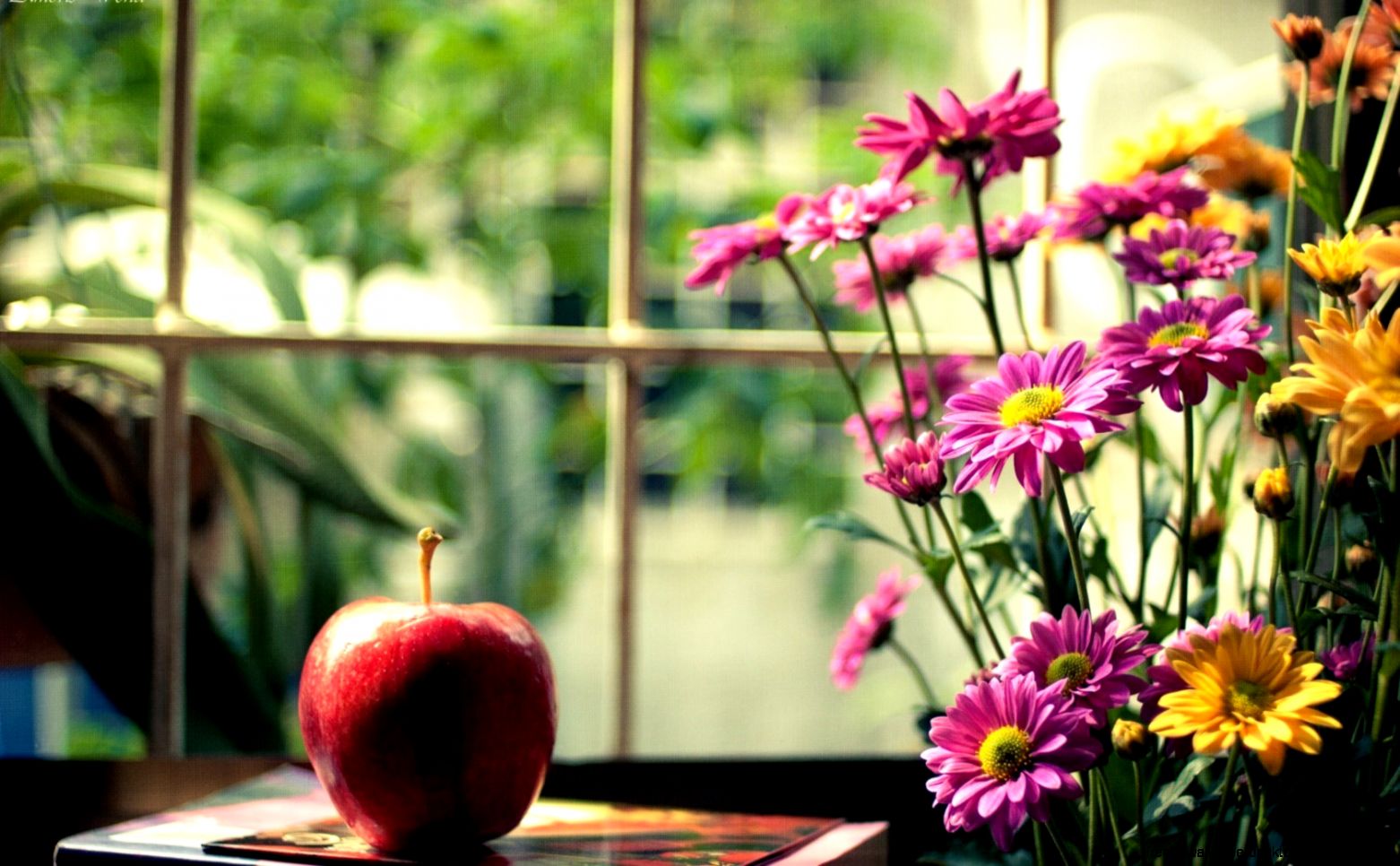Mood Apple Red Flowers Pink Yellow HD Wallpaper FreeWallsUp Mood Apple Red Flowers Pink Yellow HD Wallpaper FreeWallsUp