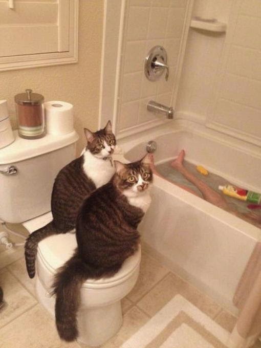 Смешные коты в ванне