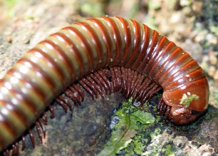 ألفيات الأرجل المعرفة