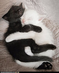 Yin Yang Cuddles From Cheezburger