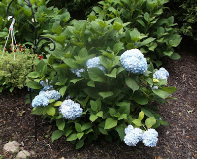 Hydrangea Paniculata Limelight