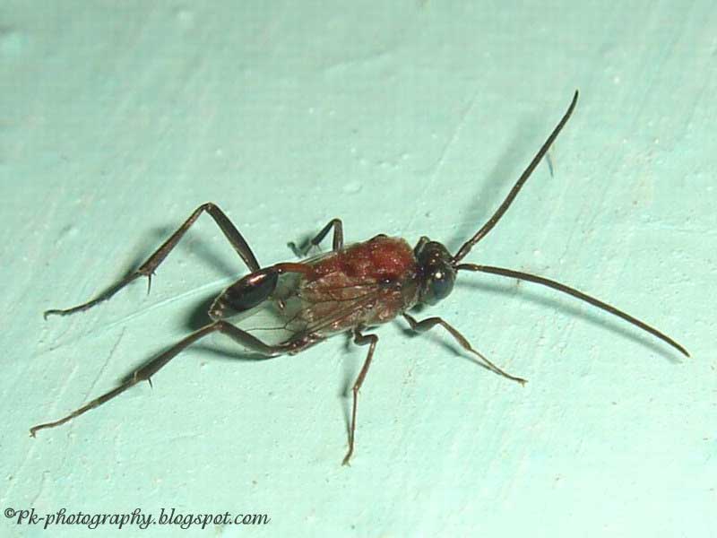 Evaniidae Ensign Wasps Nature, Cultural, and Travel Photography Blog