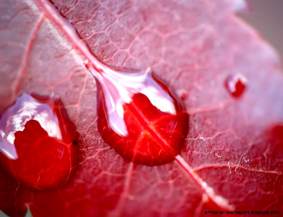 HD Wallpapers 1024x768 » Nature » Water On Red Leaf hd desktop HD Wallpapers 1024x768 » Nature » Water On Red Leaf hd desktop