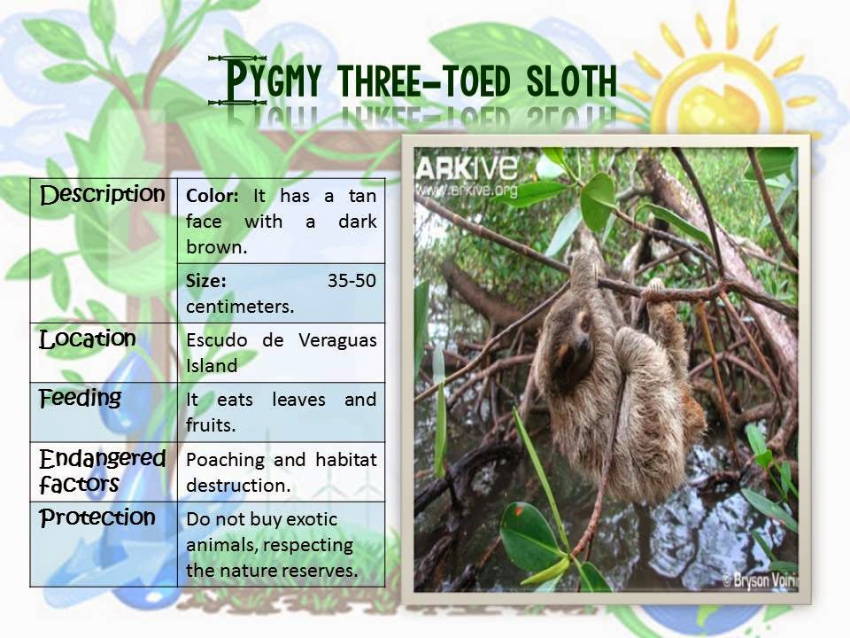 Amazing Animals: Pygmy three-toed sloth