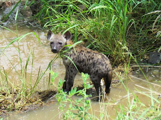 hyenahond een puppy