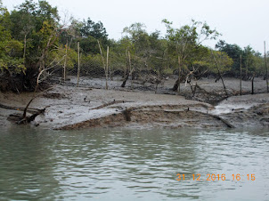 The Last "Nylon Net Fencing" of Sunderban Tiger Reserve on our way back to Pakharala village.