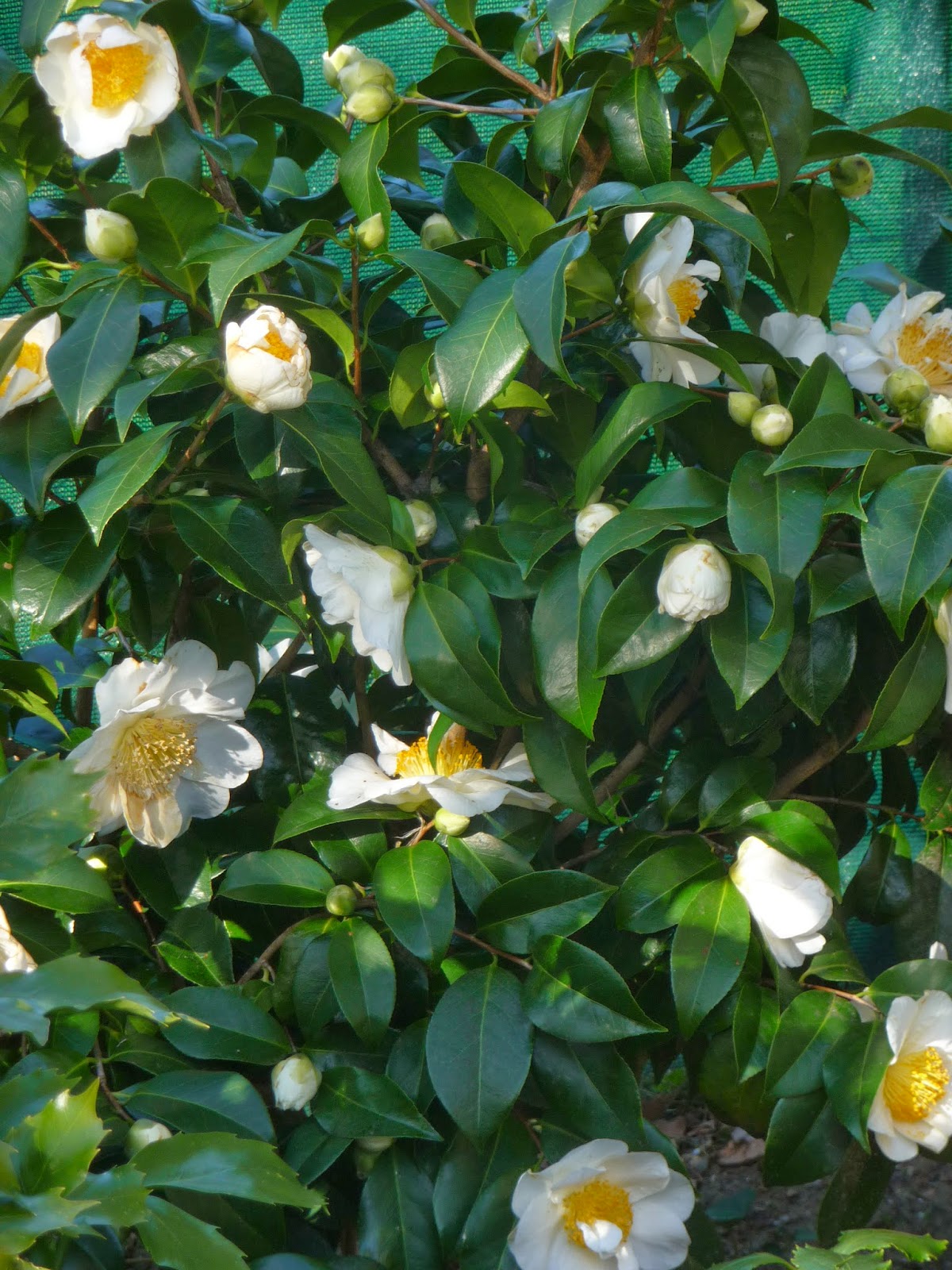 Il Etait Un Petit Jard Ain Au Pays Des Merveilles