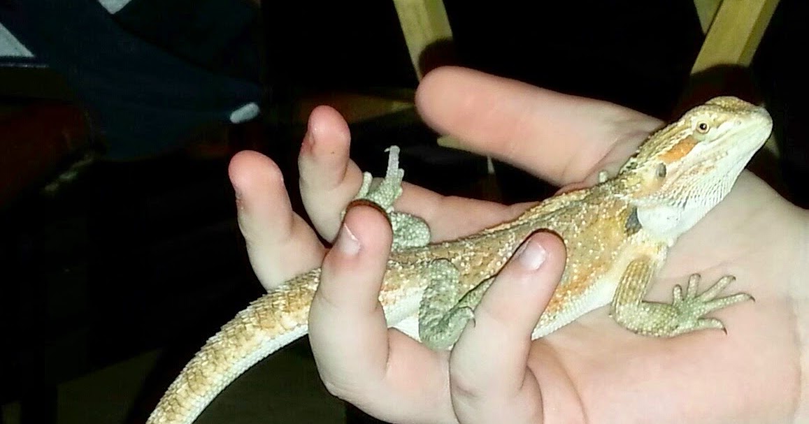 bearded-dragon-happy-birthday-2