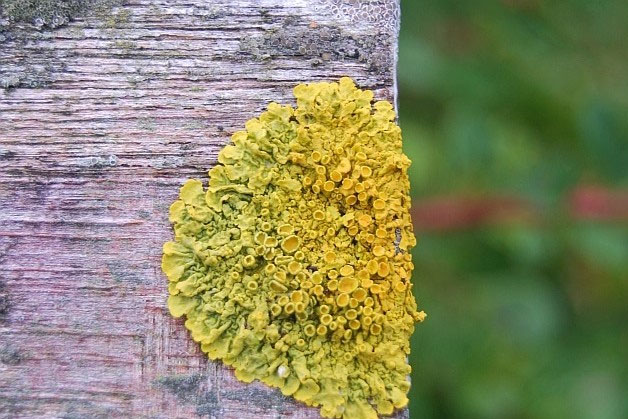 LOCKwerkE: Blumenstoffmuster aus dem BilderPingPong