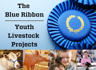 The Blue Ribbon - Youth Livestock Projects