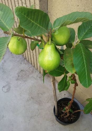 Guava