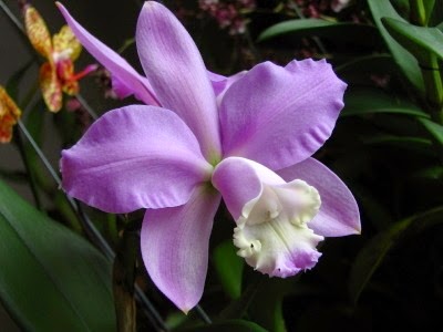 winter orchid purple