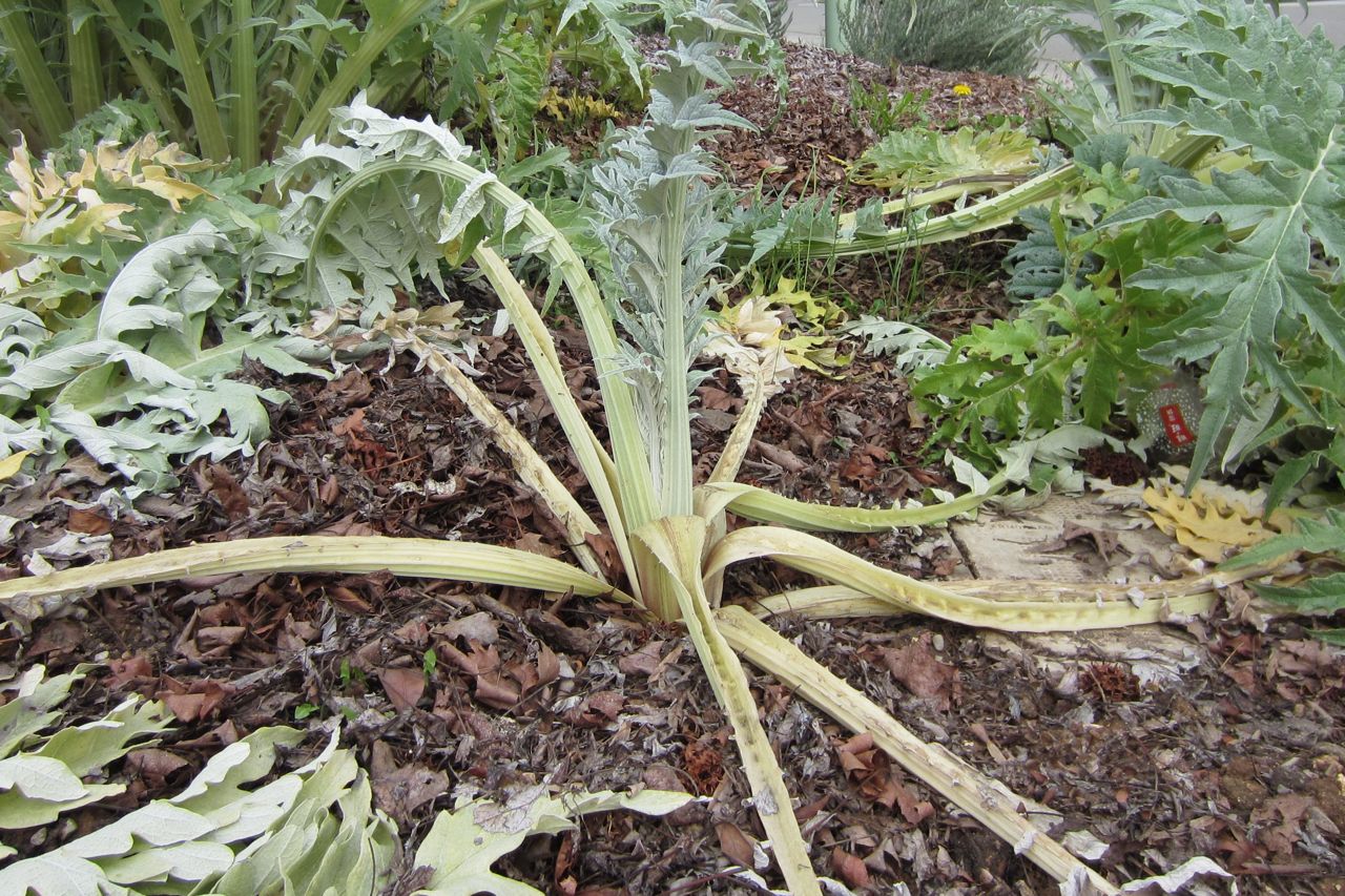 How to Divide Artichoke Plants • Brown Thumb Mama
