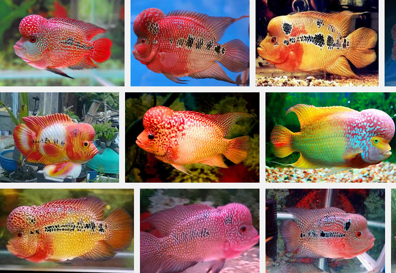 Gambar Ikan Louhan Termahal Dan Tercantik | IKAN LAGA