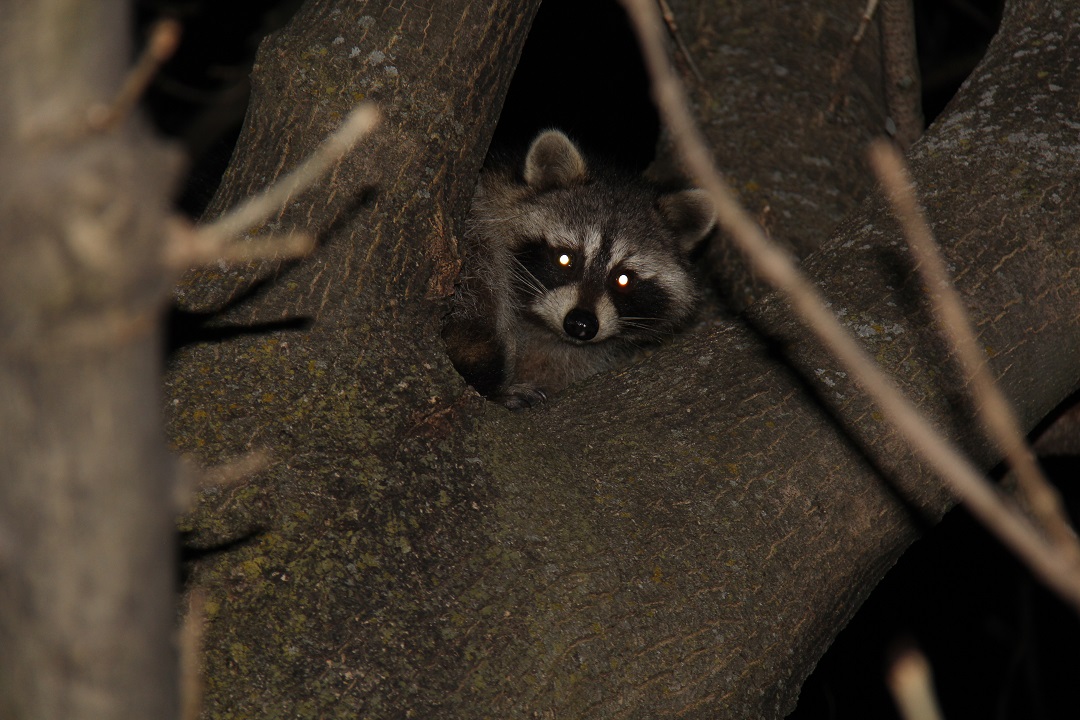 John Koshy Wildlife Night of the Raccoons